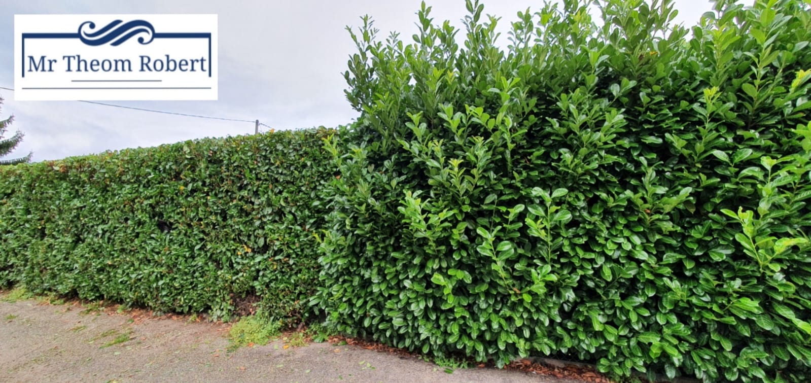 Taille de haies - Photo 2