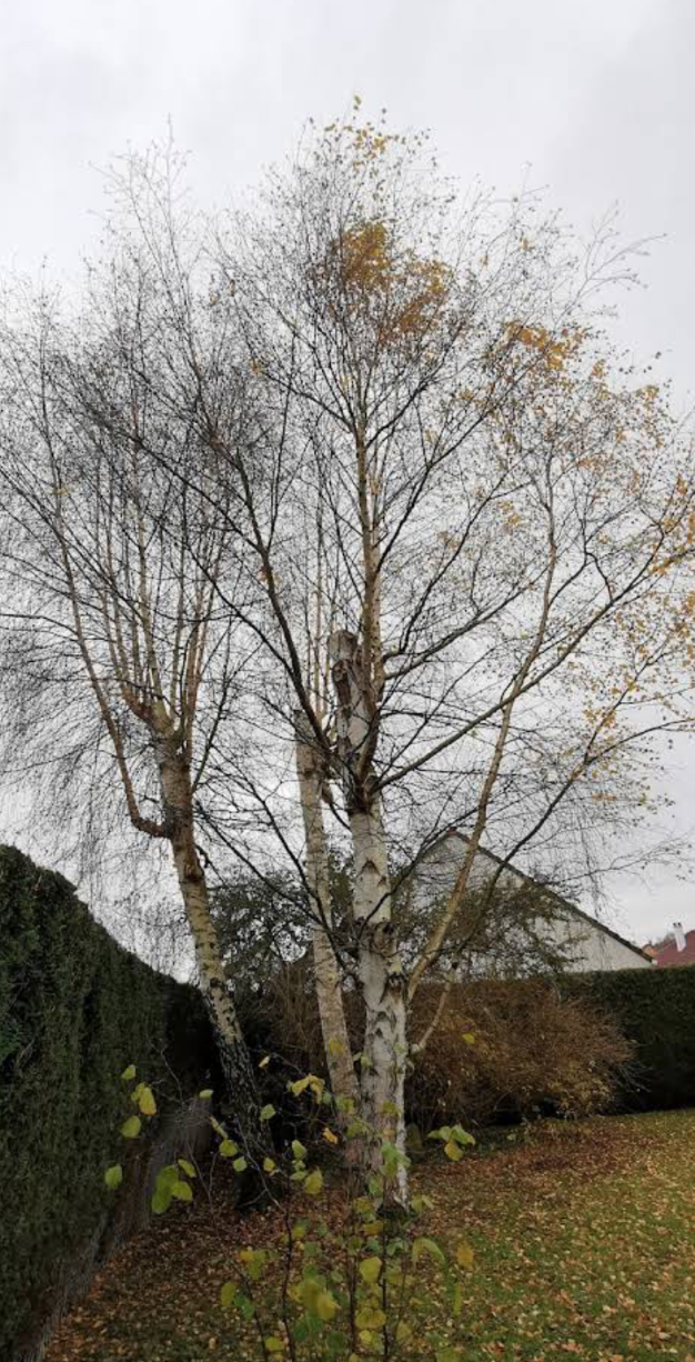 Rognage de souches - Photo 8