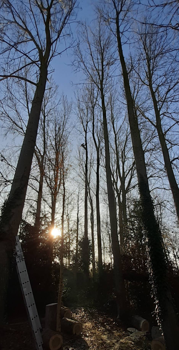 Rognage de souches - Photo 2