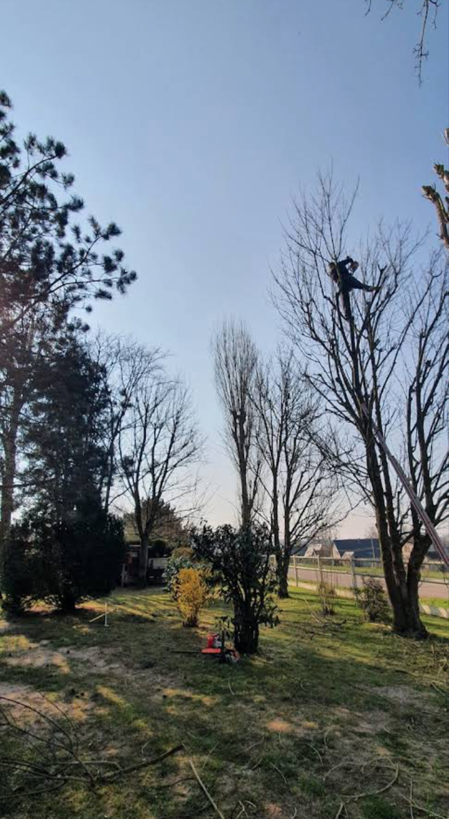 Rognage de souches - Photo 4